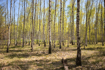 Birch forest in spring