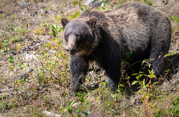 Grizzly bear