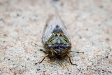 dryfly