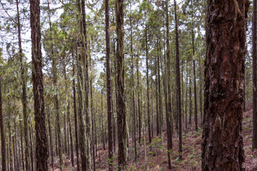 Fototapeta premium Parque Natural Tamadaba en Gran Canaria