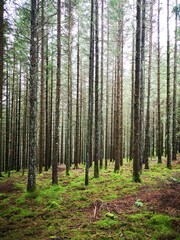 Bäume im Schwarzwald