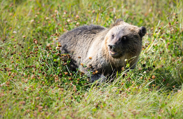 Grizzly bear
