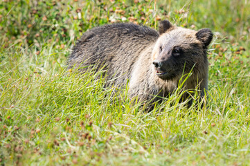 Grizzly bear