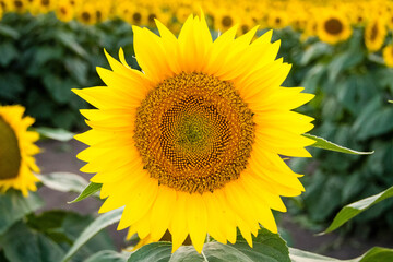 sunflower in the field