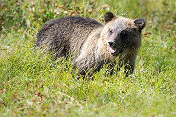 Grizzly bear