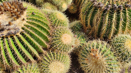 Close-up of spherical cacti in the botanical garden of Valencia