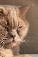 Gray cat sleeps in the morning sun