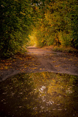 Autumn tree covered dirt road