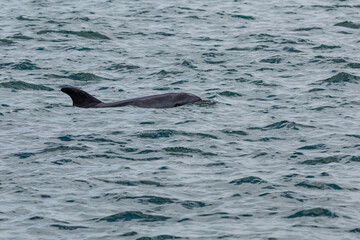 Fototapeta premium Delfin