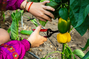 harvesting a yellow pepper with scissors