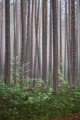 Foggy Woodland Photo with shallow depth of field good background