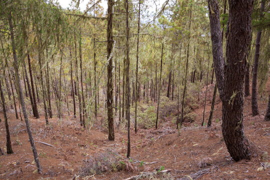 Pinar de Tamadaba en Gran Canaria