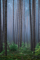 Obraz premium Foggy Woodland Photo with shallow depth of field good background