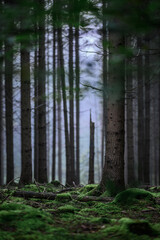 Foggy Woodland Photo with shallow depth of field good background