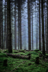 Foggy Woodland Photo with shallow depth of field good background