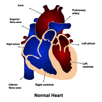 vector illustration of anatomy of human heart.