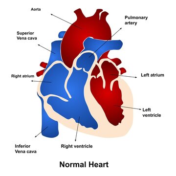 vector illustration of anatomy of human heart.