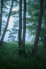 Foggy Woodland Photo with shallow depth of field good background