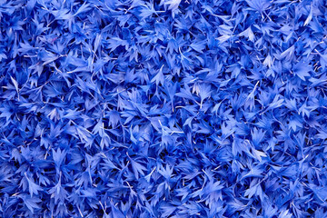 Cornflower petals background, blue flowers texture