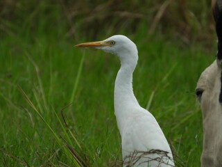 heron
