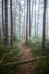Foggy Woodland Photo with shallow depth of field good background