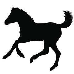 Fototapeta na wymiar Hand drawn vector silhouette of foal isolated on white background. Black and white stock illustration of baby horse.