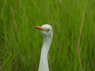 grey crowned crane