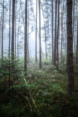 Fototapeta premium Foggy Woodland Photo with shallow depth of field good background