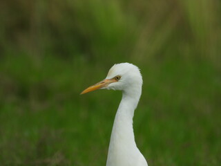 white heron on grass