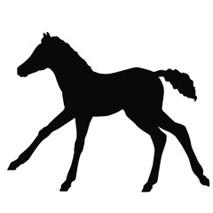 Hand drawn vector silhouette of  foal isolated on white background. Black and white  stock illustration of baby horse.