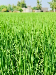 green rice field