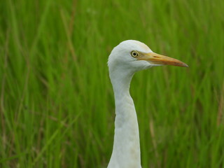 white heron on grass