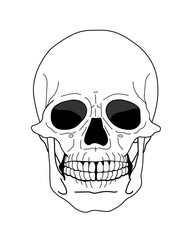 human skull science halloween, Human biology and anatomy, hexe