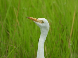 white heron