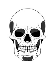 human skull science halloween, Human biology and anatomy, hexe