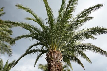 Fototapeta na wymiar Palmen in einem Park