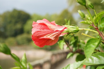 eine rote Hibiskus Blume © Malia