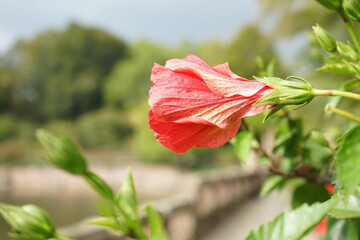 eine rote Hibiskus Blume © Malia