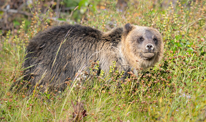 Grizzly bear in the wild