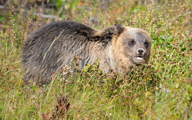 Grizzly bear in the wild