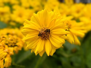 bee on yellow flower
