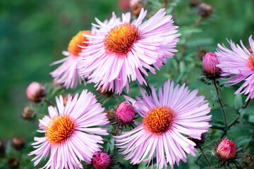 Purple aster. A flower of aster. Flower in garden. Violet flower of aster