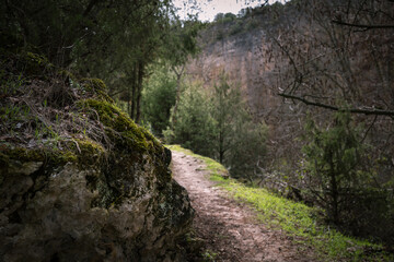 A path among the trees in the sickles of the Duratón river, Segovia, Spain.