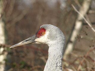 Sandhill Crane (Grus canadensis) side view portrait