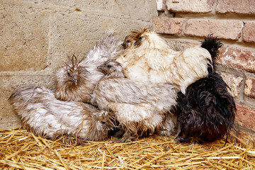 plusieurs poules de race nègre de soie blanches et noires mouillées dans un poulailler avec de la paille  © mariesacha