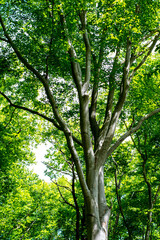 Trees in the forest 2