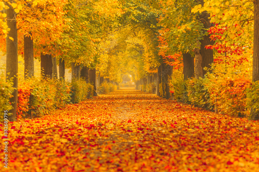 Wall mural golden autumn in a park with paths and benches, people walking in nature.