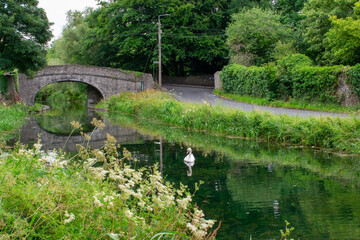 Fototapeta na wymiar Swans at Irish Canal Bridge
