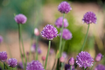 Pretty Chive Flowers Growing in a English Herb Garden
