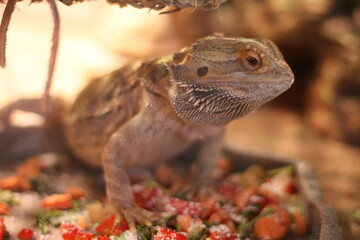 Domestic Adolescent Bearded Dragon Eating